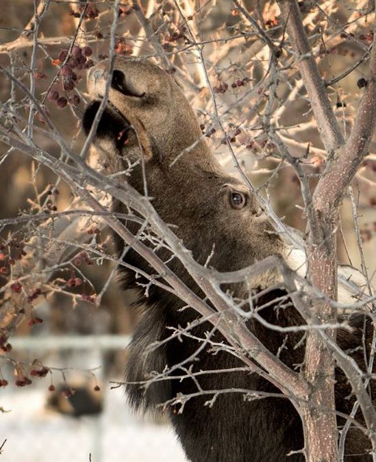 well our 17' sailboat, the one we took from the Rockies to Lake Winnipeg in 2015, is named Miss Moose, and so her namesakes, these beautiful animals, are very dear to our hearts. The Cree hunters gave us moose stew for our journey and told us that the moose are getting fewer and far between because of the water levels in the North Sask/Sask river.
